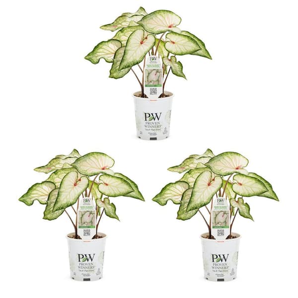 2 QT. Caladium Angel Wings Heart to Heart White Wonder White and Green Annual Plant (3-Pack)
