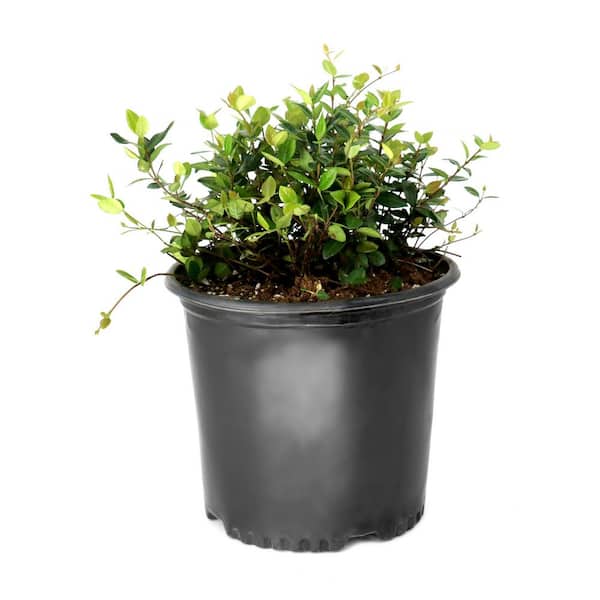 national PLANT NETWORK 3 gal. Jasmine Asiatic Plant HD2726 - The