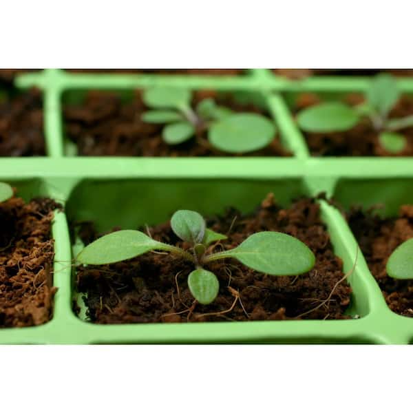 Organic Coconut Coir for Plants, Premium Brick, Seedling Garden Soil  Planting
