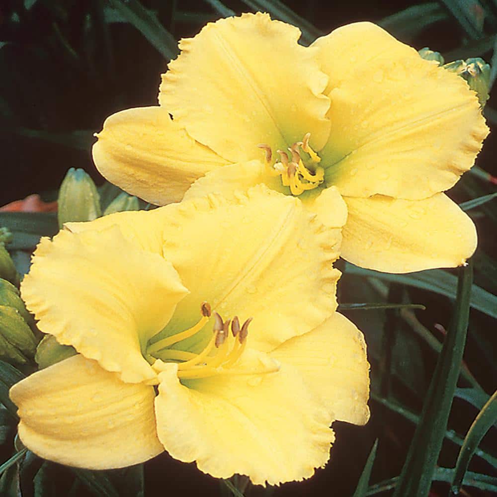 1 Texas Sunlight Yellow Daylily Plant 4731 - The Home Depot