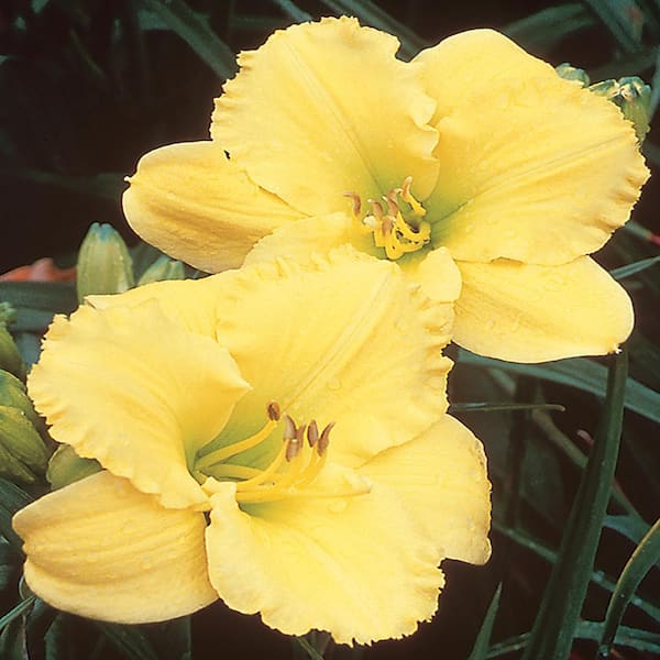 Unbranded #1 Texas Sunlight Yellow Daylily Plant