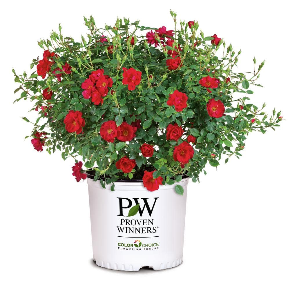 PROVEN WINNERS 2 Gal. Oso Easy Urban Legend Red Rose Live Plant with ...