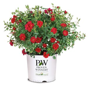 2 Gal. Oso Easy Urban Legend Red Rose Live Plant with Red Flowers