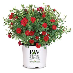 2 Gal. Oso Easy Double Red Rose Live Plant with Red Flowers