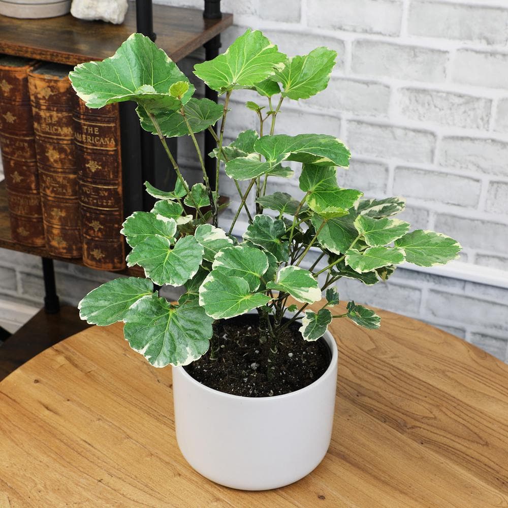Variegated Green and Cream Aralia in Black Plastic Pot