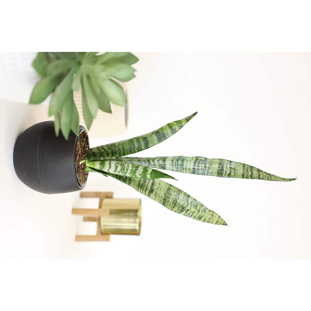 Sansevieria Laurentii Green Indoor Snake Plant in Plastic Planter