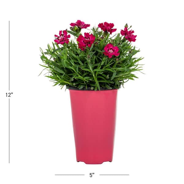 1 qt. Dianthus Early Love Perennial Plant