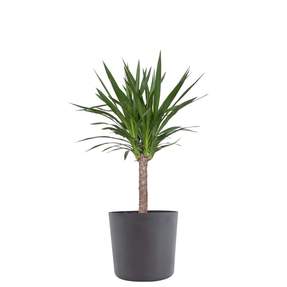 Reviews for United Nursery Yucca Cane Live Indoor Outdoor Plant in 10 ...