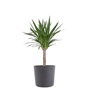 Yucca Cane Live Indoor Outdoor Plant in 10 inch Premium Sustainable Ecopots Grey Pot with Removeable Drainage Plug