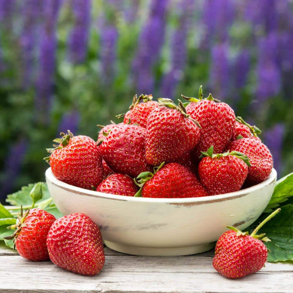 Gurney's Charlotte Strawberry Fragaria Live Bareroot Fruiting Plant  (10-Pack) 79846 - The Home Depot