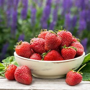 Charlotte Strawberry Fragaria Live Bareroot Fruiting Plant (10-Pack)