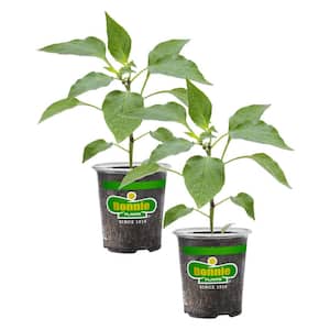 19 oz. Sweet Red Snack Size Pepper Plant (2-Pack)