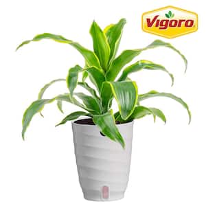 TRENDING TROPICALS 6 in. Trending Tropical Zamioculcas ZZ