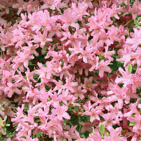 national PLANT NETWORK 3 gal. Native Azalea Varnadoes Pink Phlox