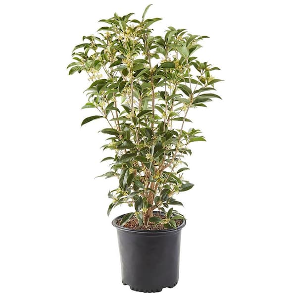 7 Gal. Osmanthus Tea Olive Shrub with White Fragrant Flowers