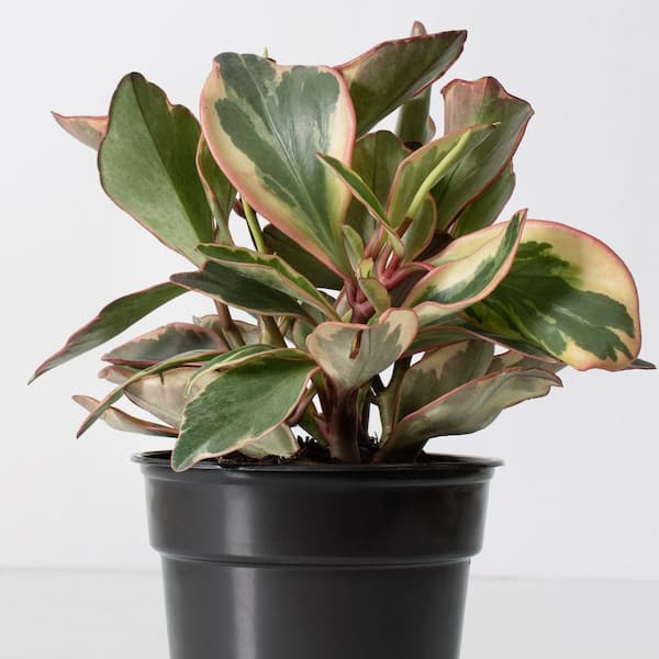 national PLANT NETWORK 4 in. Peperomia Ginny Plant in Grower Containers (3-Pack)