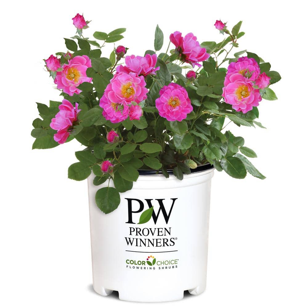 PROVEN WINNERS 2 Gal. Oso Easy Double Pink Rose with True Pink