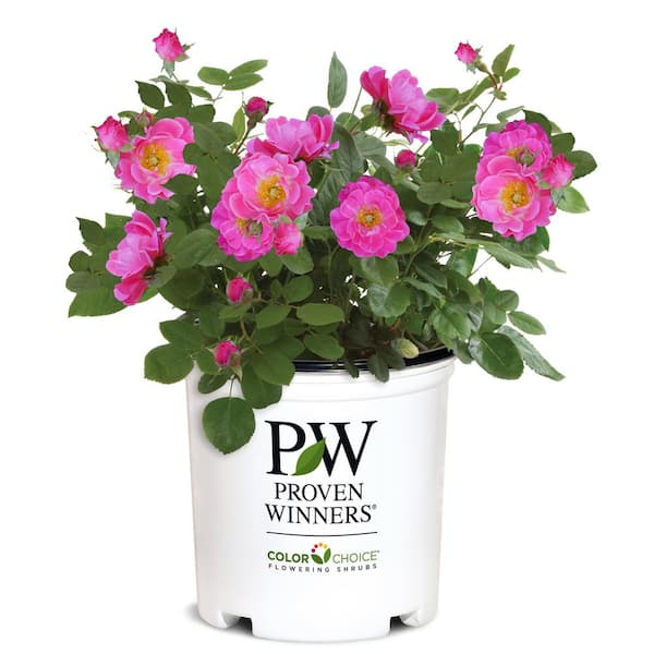 PROVEN WINNERS 2 Gal. Oso Easy Double Pink Rose with True Pink Flowers