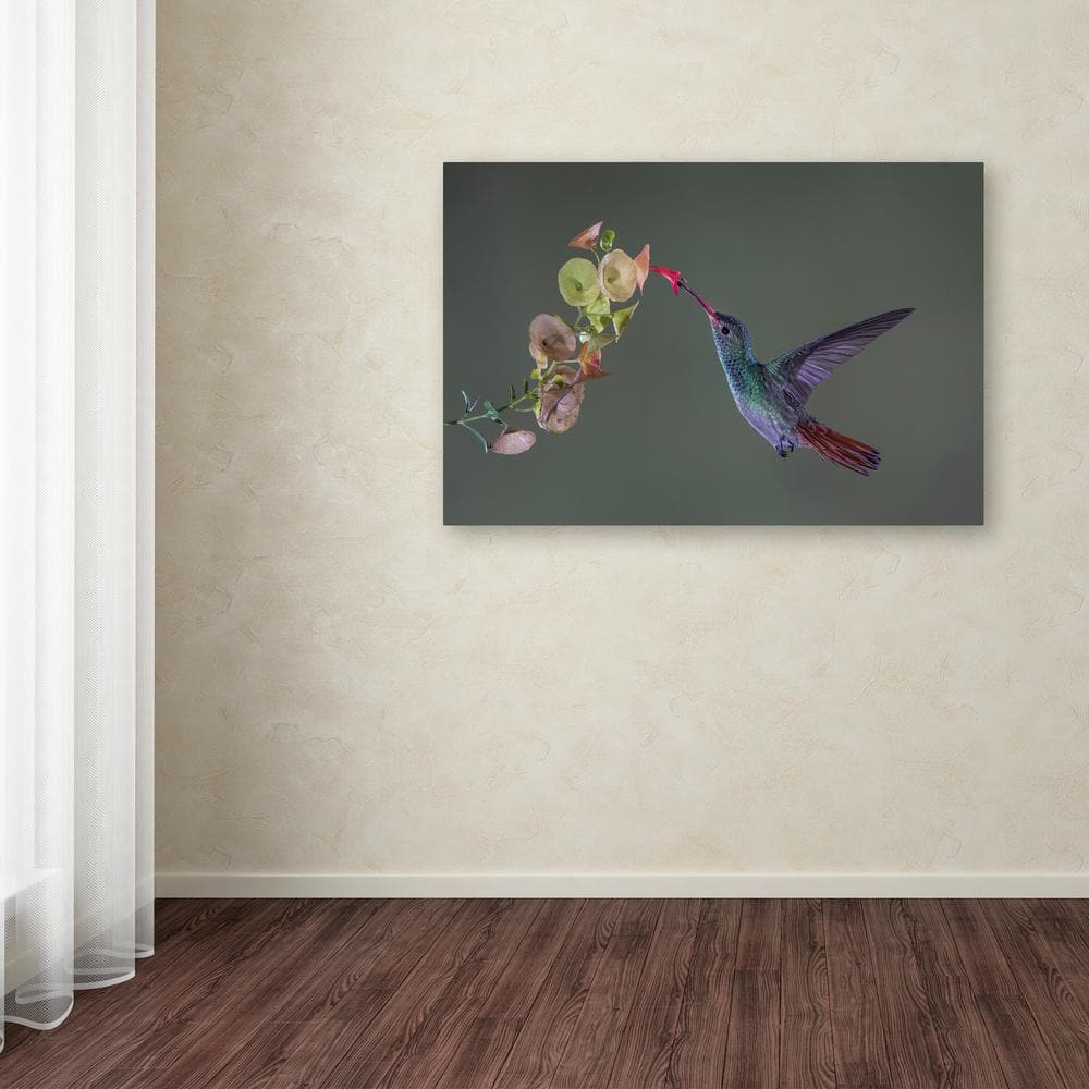 Greg Barsh 'Stretch' Hummingbird Canvas Wall Art 22'' x 32''