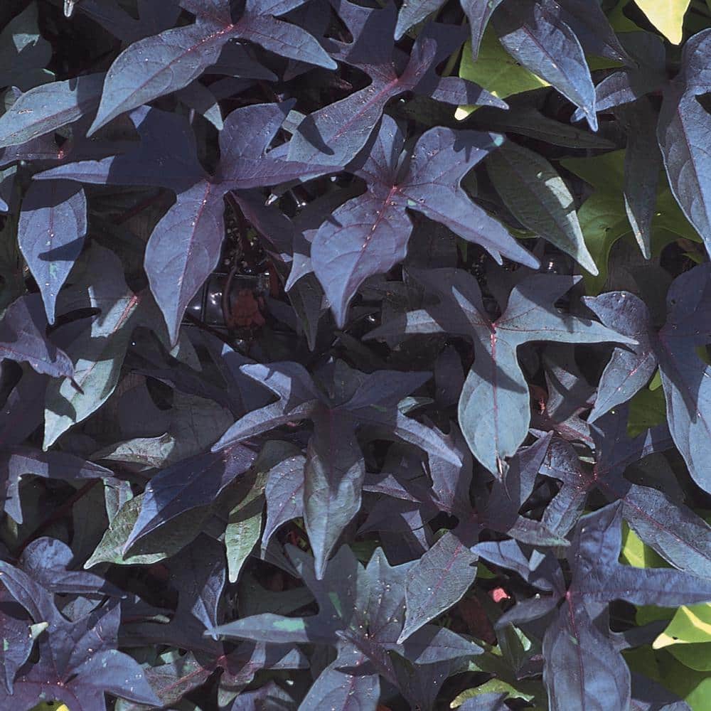 Image of Sweet potato vine purple annual