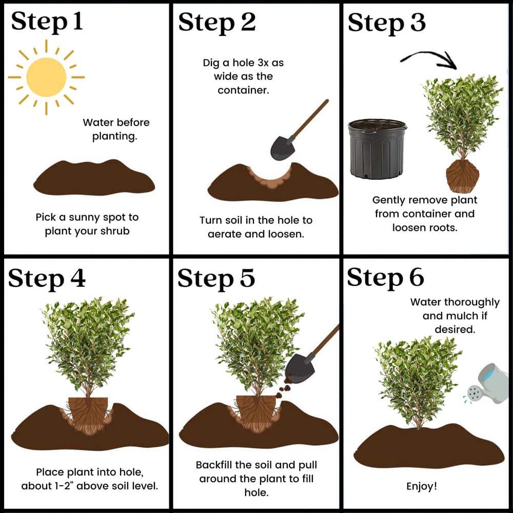2.25 Gallon Green Ligustrum Recurvifolium Evergreen Shrub
