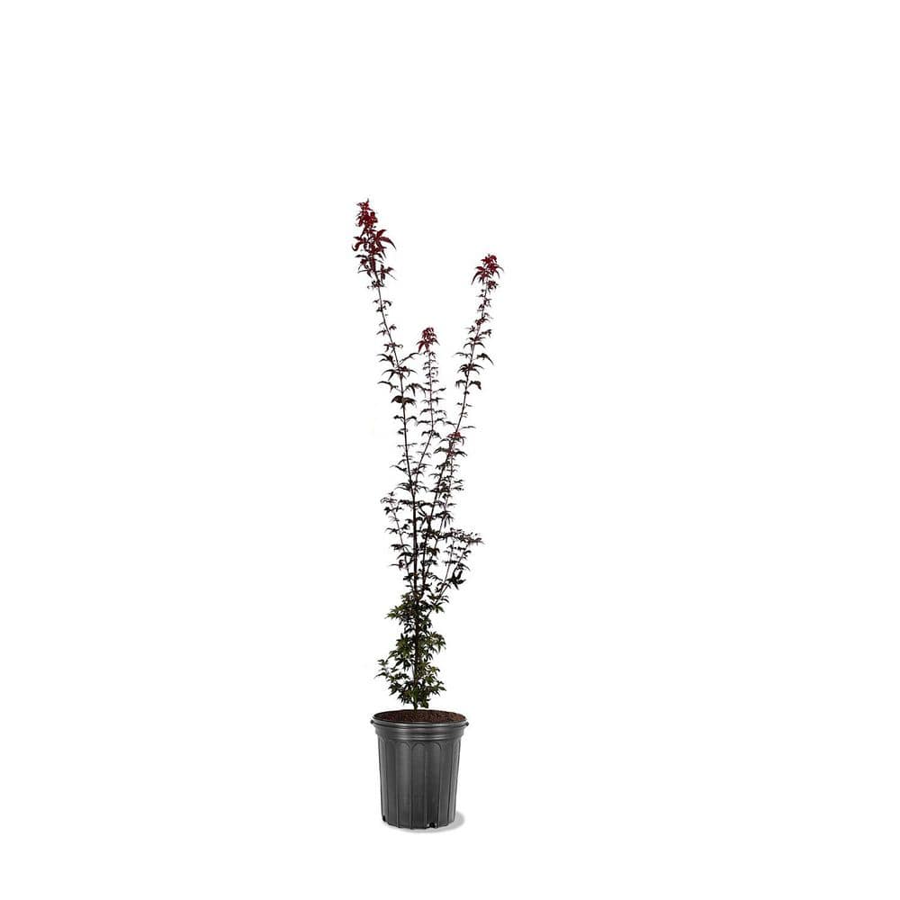 1 Gal. Twombly's Red Sentinal Japanese Maple Tree MAPJTW01G - The