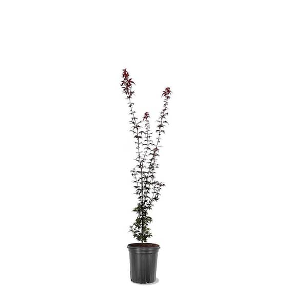 1 Gal. Twombly's Red Sentinal Japanese Maple Tree MAPJTW01G - The