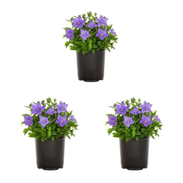 METROLINA GREENHOUSES 2 Qt. Platycodon Twinkle Blue Perennial Plant (3 ...