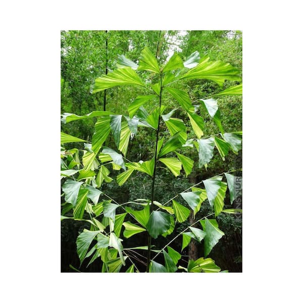 モンステラ・ポトス CARYOTA URENS `VARIEGATED` Amazon.com