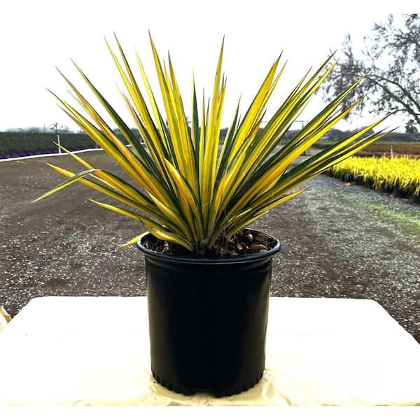 2.5 qt. Color Guard Yucca Live Shrub with Cream and Yellow