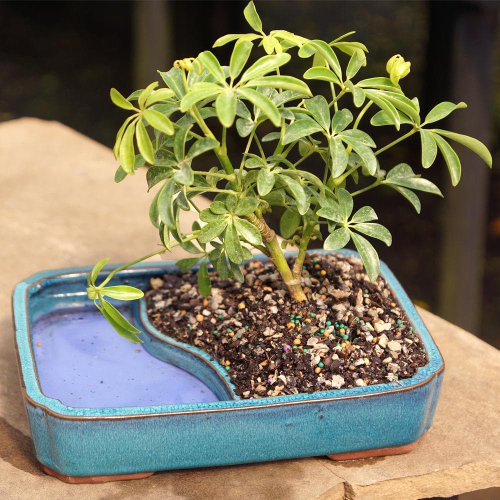 Medium Hawaiian Umbrella Indoor Bonsai Tree in Blue Ceramic Pot