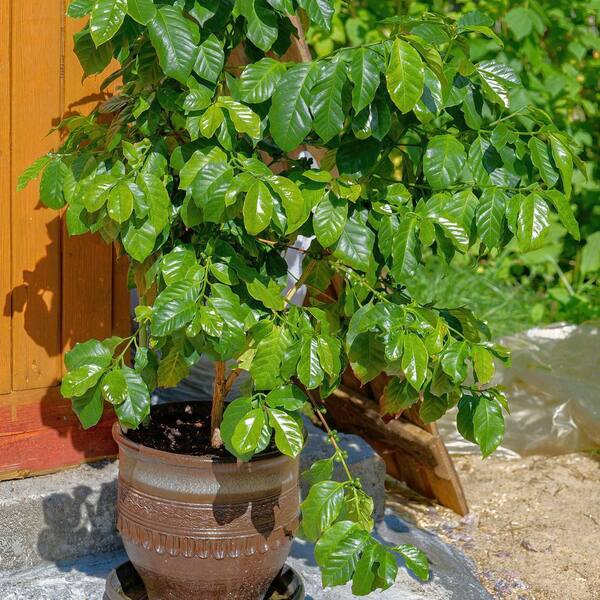 national PLANT NETWORK 4 in. Coffea Arabica Plant in Grower Containers  (3-Pack) HD2300 - The Home Depot