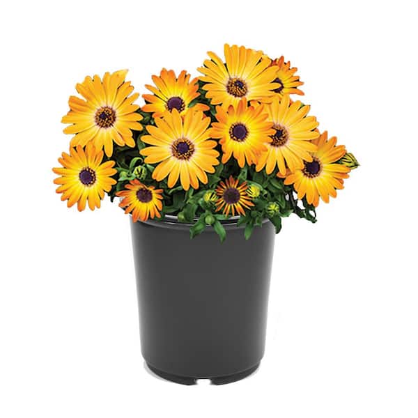 Unbranded Annual Osteospermum Orange 2.5 qt. - (1-Pack)