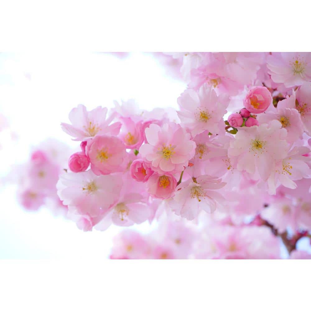 Online Orchards Shirofugen Cherry Blossom Tree Bare Root FLCH003 - The ...