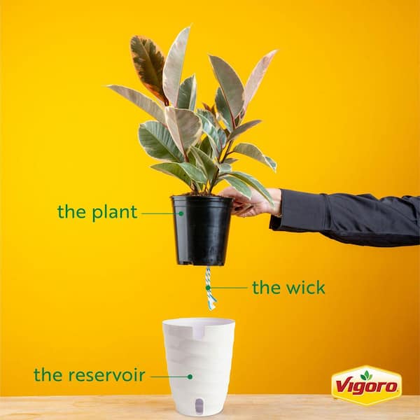 6 in. Peace Lily,Pothos,Sago Palm,Dieffenbachia,Siam and Ponytail Assorted Foliage Plants in White Decor Planter(6-Pack)