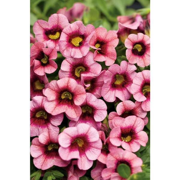 PROVEN WINNERS 4.25 in. Superbells Strawberry Punch (Calibrachoa) Live Plant, Pink Flowers Grande (4-Pack)