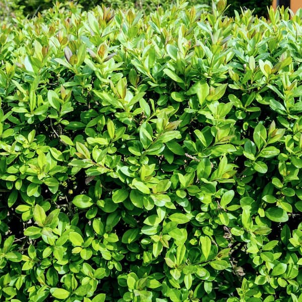 national PLANT NETWORK 1 gal. Boxwood Wintergreen Shrub