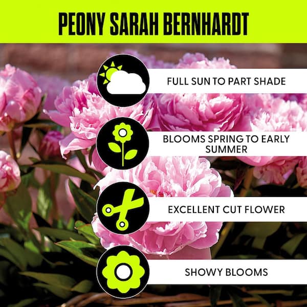 Peonies Sarah Bernhardt Bulbs (5-Pack)