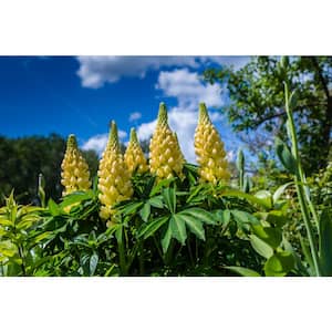 3 Gal. Mini Gallery Yellow Lupinus Live Perennial Plant (1-Pack)