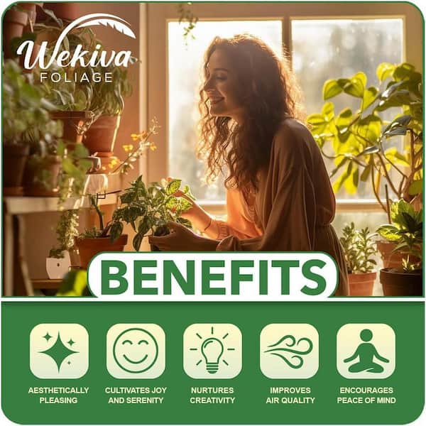 Wekiva Foliage Variegated Fishtail Palm-Live Plant in an 3 gal