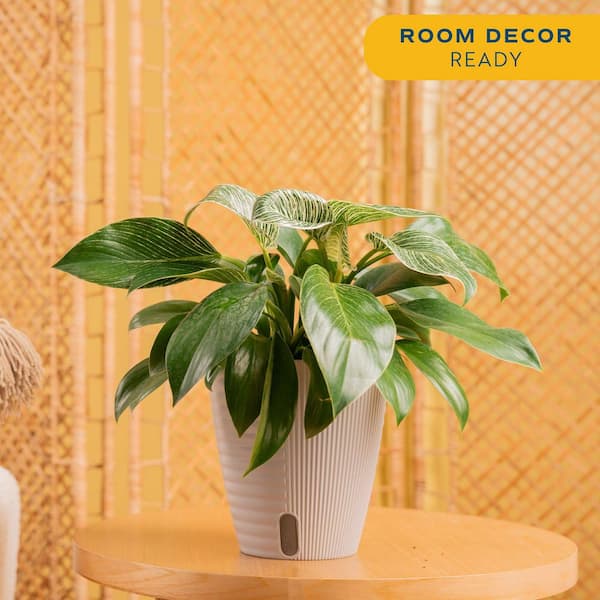 Philodendron Birkin Indoor Plant in 6 in. Self-Watering Decor Pot, Average Shipping Height 1-2 ft. Tall