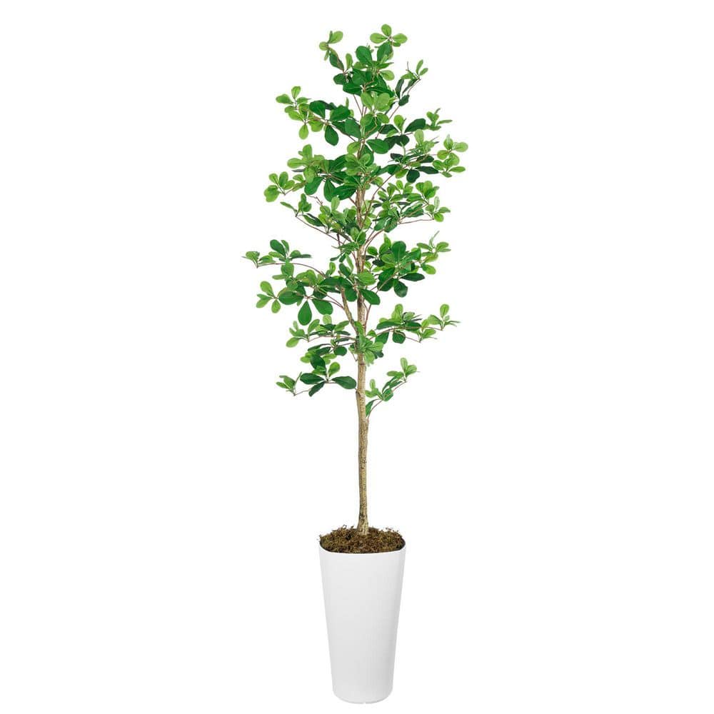 Vitalismo 6 ft. Artificial Bucida Buceras with White Tall Pot 72