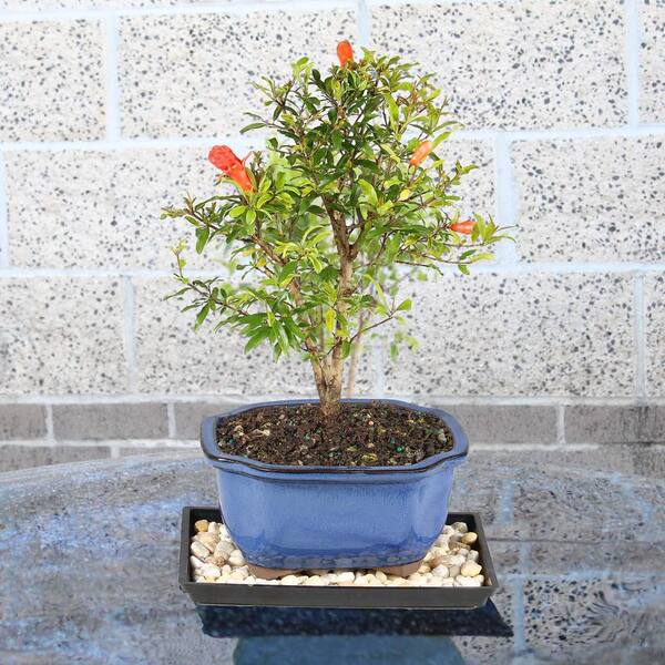 brussel's BONSAI Pomegranate DT0609PG