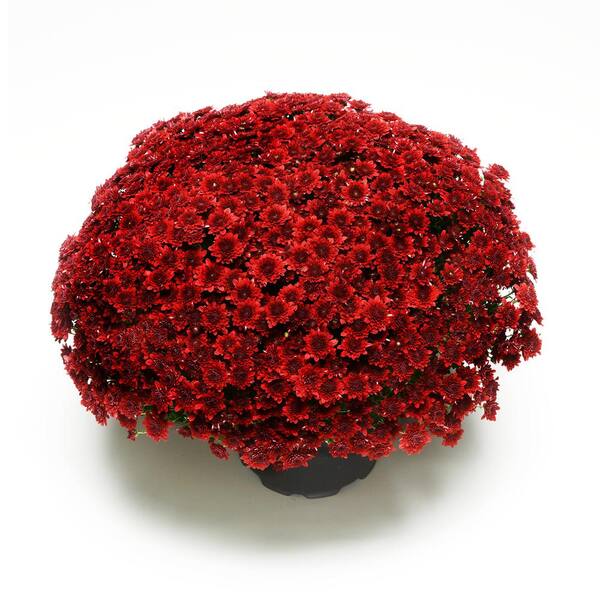 ENCORE AZALEA 3 Qt. Chrysanthemum (Mum) Plant with Red Flowers