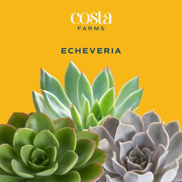 6 Potted Rooted Echeveria Succulent Live Plants in 2 Inch Planters