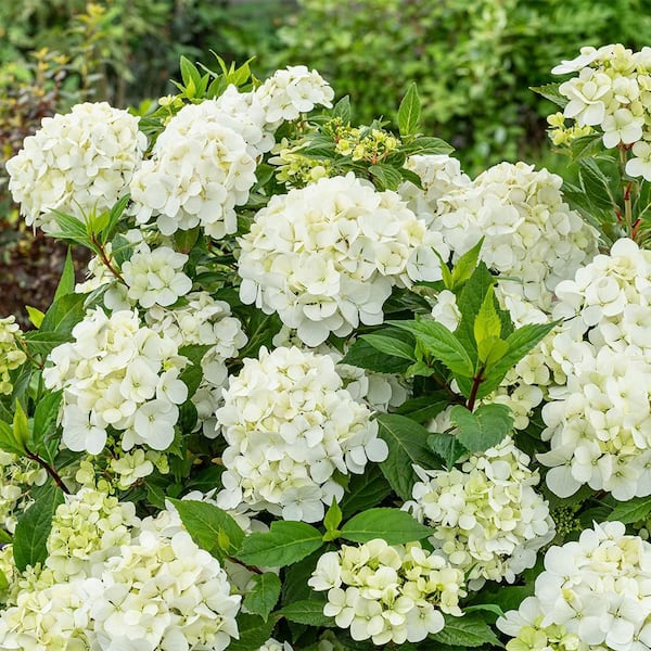 PROVEN WINNERS 2 Gal. Fairytrail White Hydrangea Shrub 18393 - The