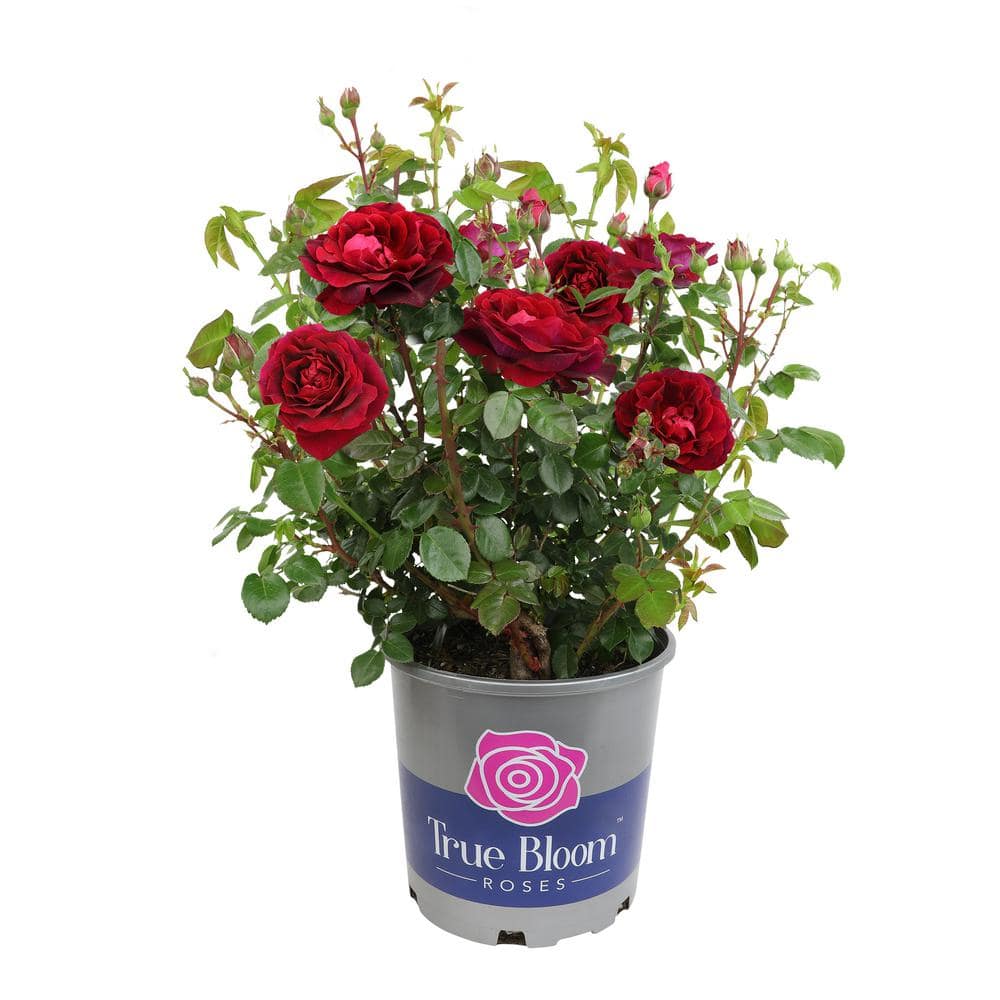 True Bloom 8 qt. True Spirit Hybrid Rose Bush with Red Blooms in Grower ...