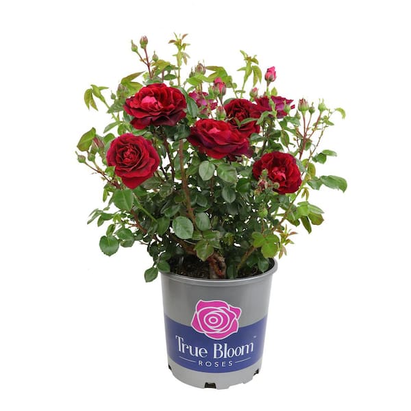 True Bloom 8 qt. True Spirit Hybrid Rose Bush with Red Blooms in Grower ...