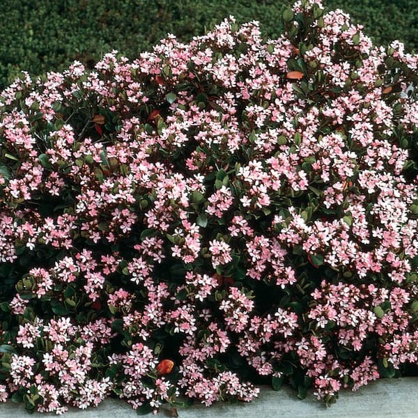 ALTMAN PLANTS 2.25 Qt. Indian Hawthorn Flowering Shrub with Pink