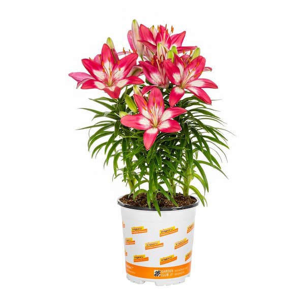 METROLINA GREENHOUSES 2.5 Qt. Perfect Joy Pink Asiatic Lily Plant